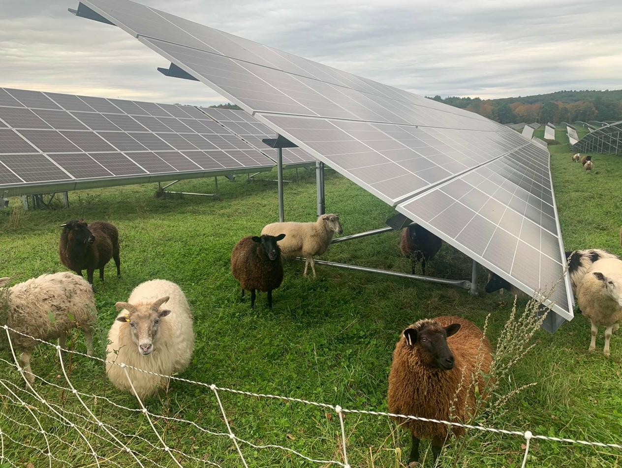 Sheep at solar site